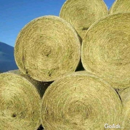 Alfalfa Hay Bales, Oats Hay, Rhodes Grass .