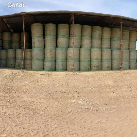 Alfalfa Hay, Rhodes Grass, Oats Grass .