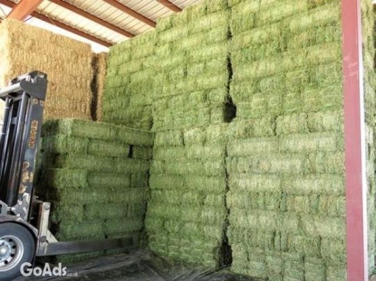 Alfalfa Hay - Single Press Hay .