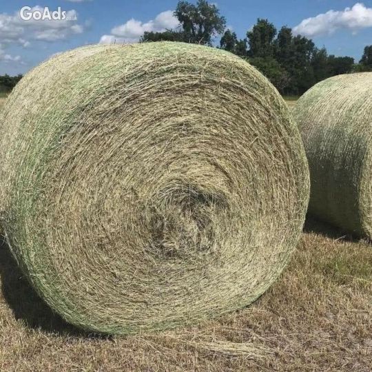 Alfalfa Hay - Single Press .
