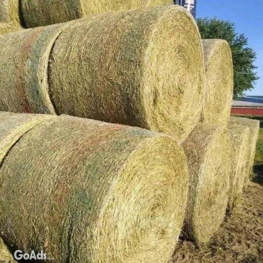 Alfalfa/Lucerne Hay for Feeding .