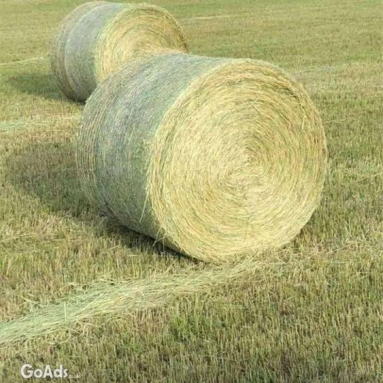 Alfalfa (Lucerne) Hay .