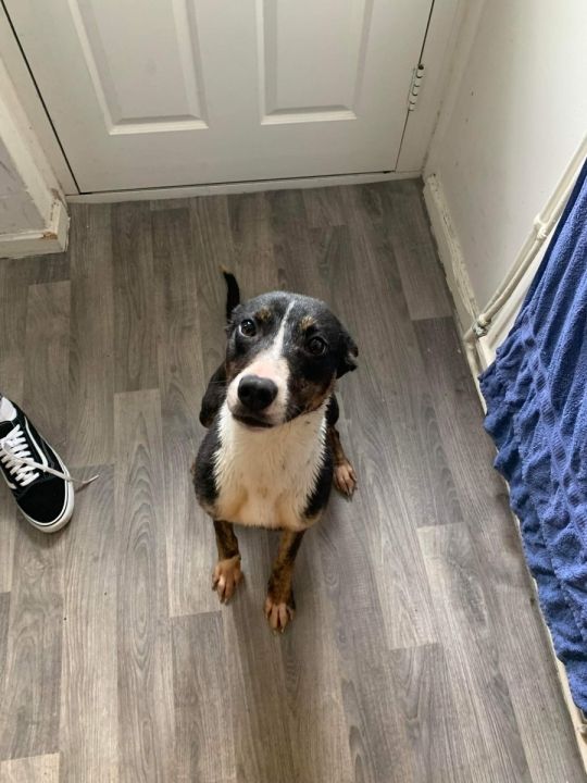 Almost a year girl dog free to good home