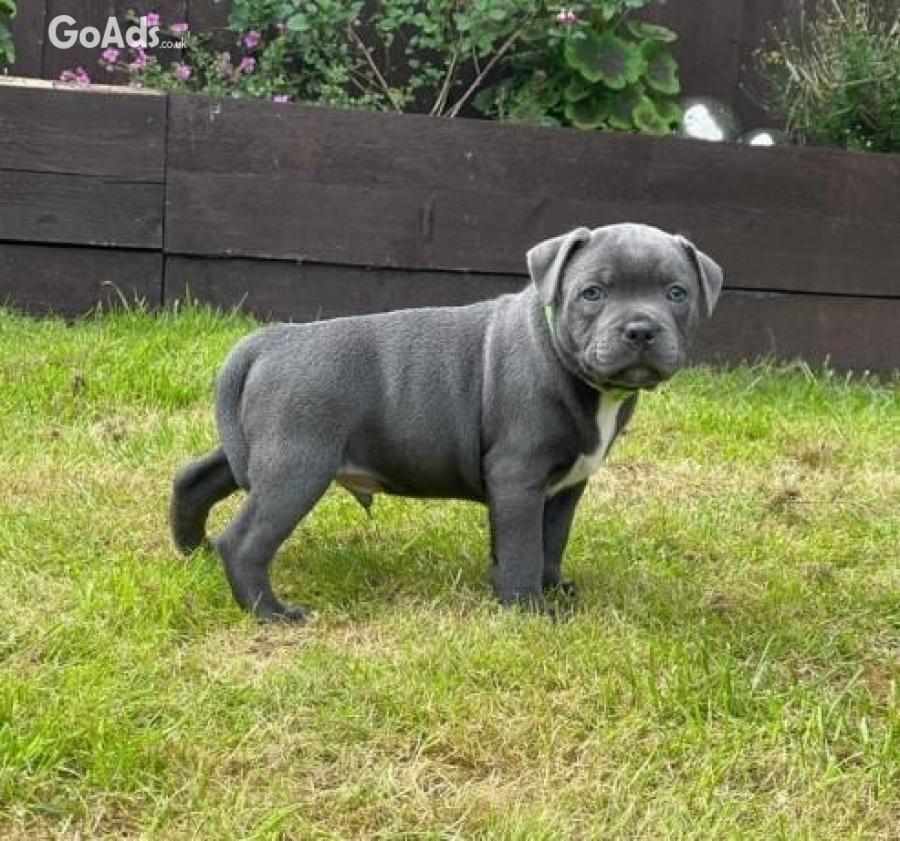 Amazing Blue KC Staffordshire Bull Terrier Puppies.