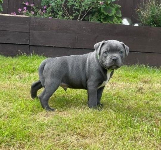 Amazing Blue KC Staffordshire Bull Terrier Puppies.