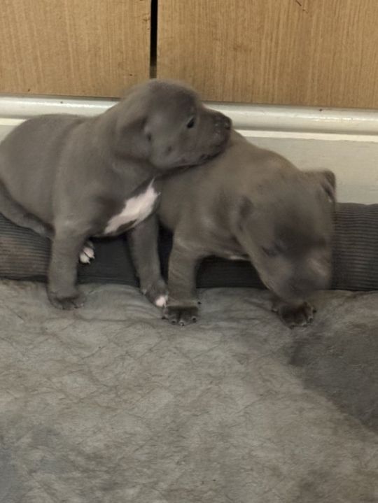 Amazing blue staffordshire bull terrier puppies