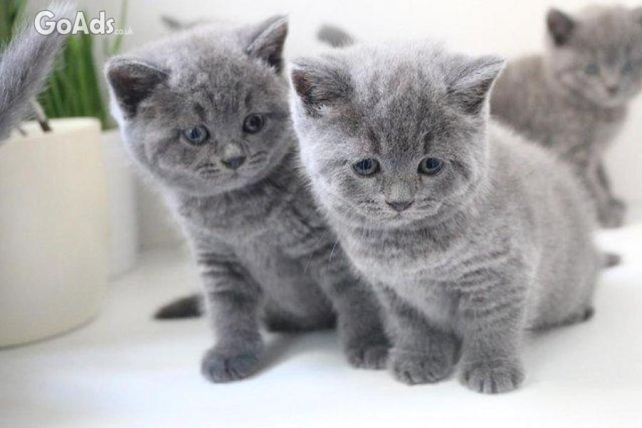 British Blue Shorthair kittens with full Pedigree