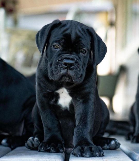 Amazing Cane Corso puppies 1 boy 1 girl available for rehome