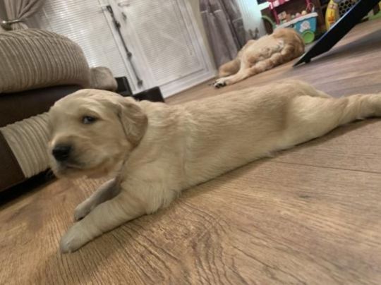 Amazing Kc Registered Golden Retrievers Puppies for Sale