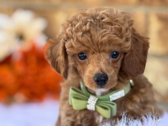 Amazing Poodle litter puppies ready to go now!!