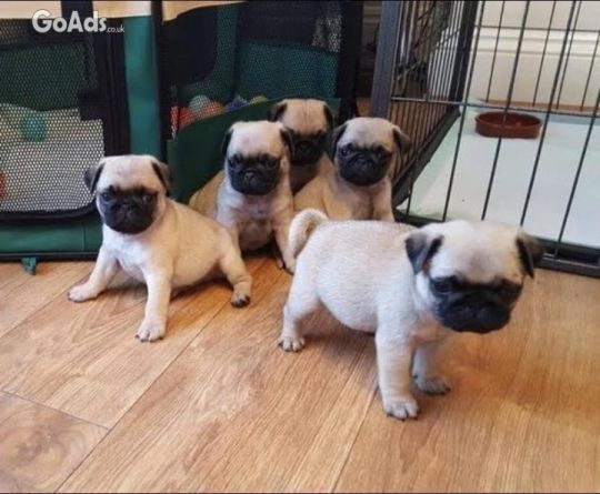 Amazing pug puppies for sale