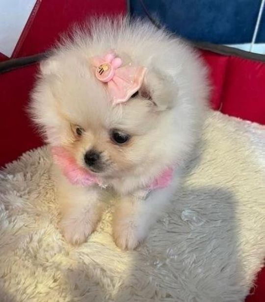 Amazing Pure Breed Pomeranian Puppies For Sale