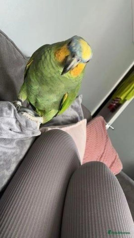 Amazon parrot for sale