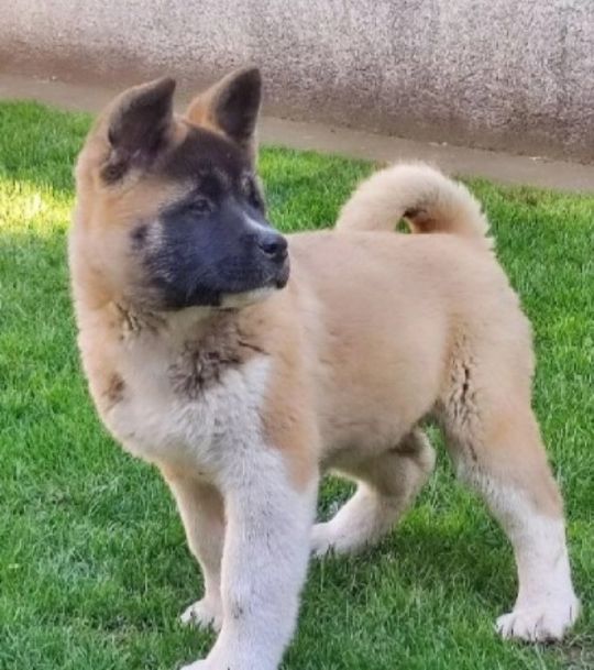 American Akita, puppies