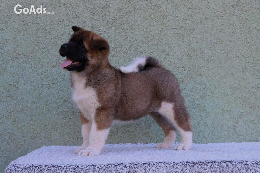 American Akita