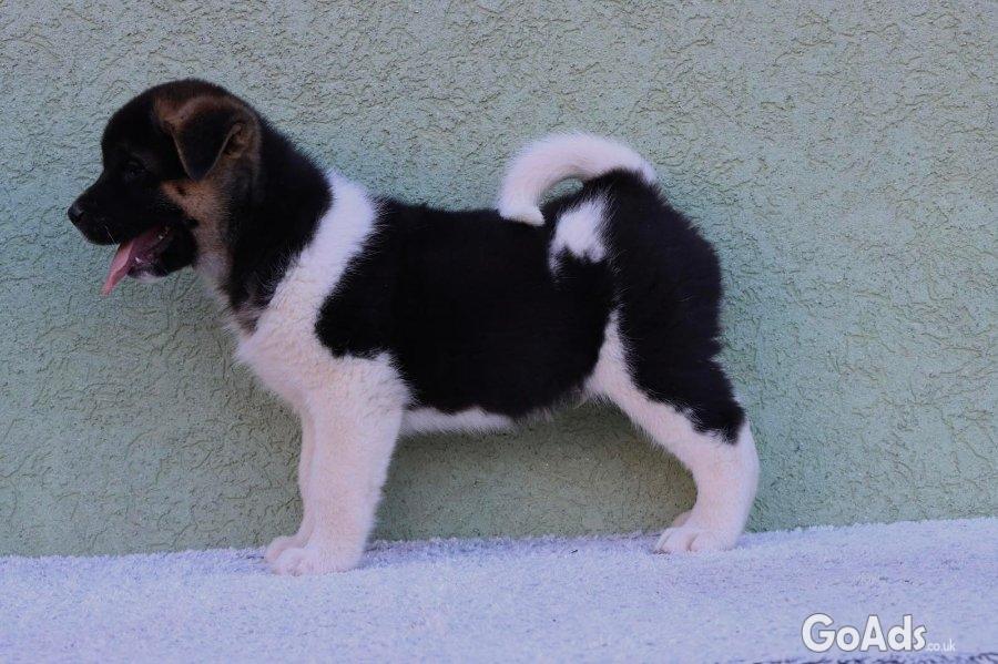 American Akita