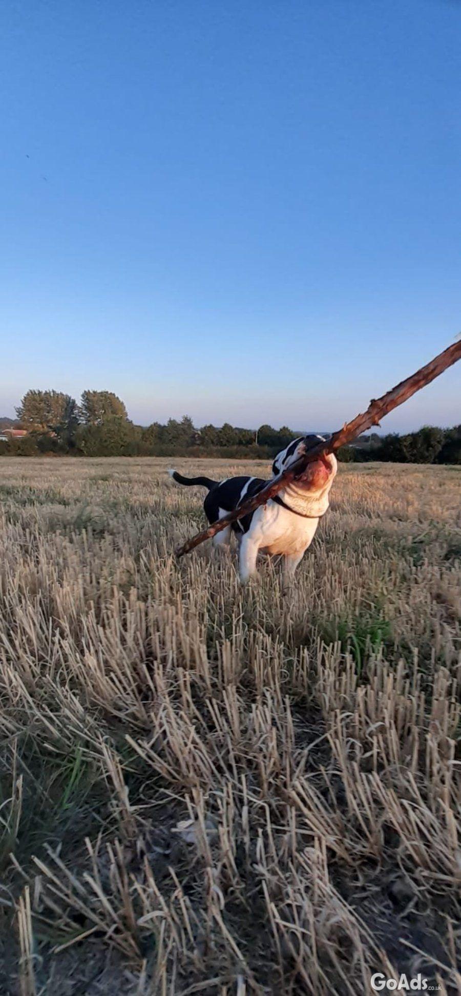 American bulldog cross olde tyme english puppies (wrexham Area)