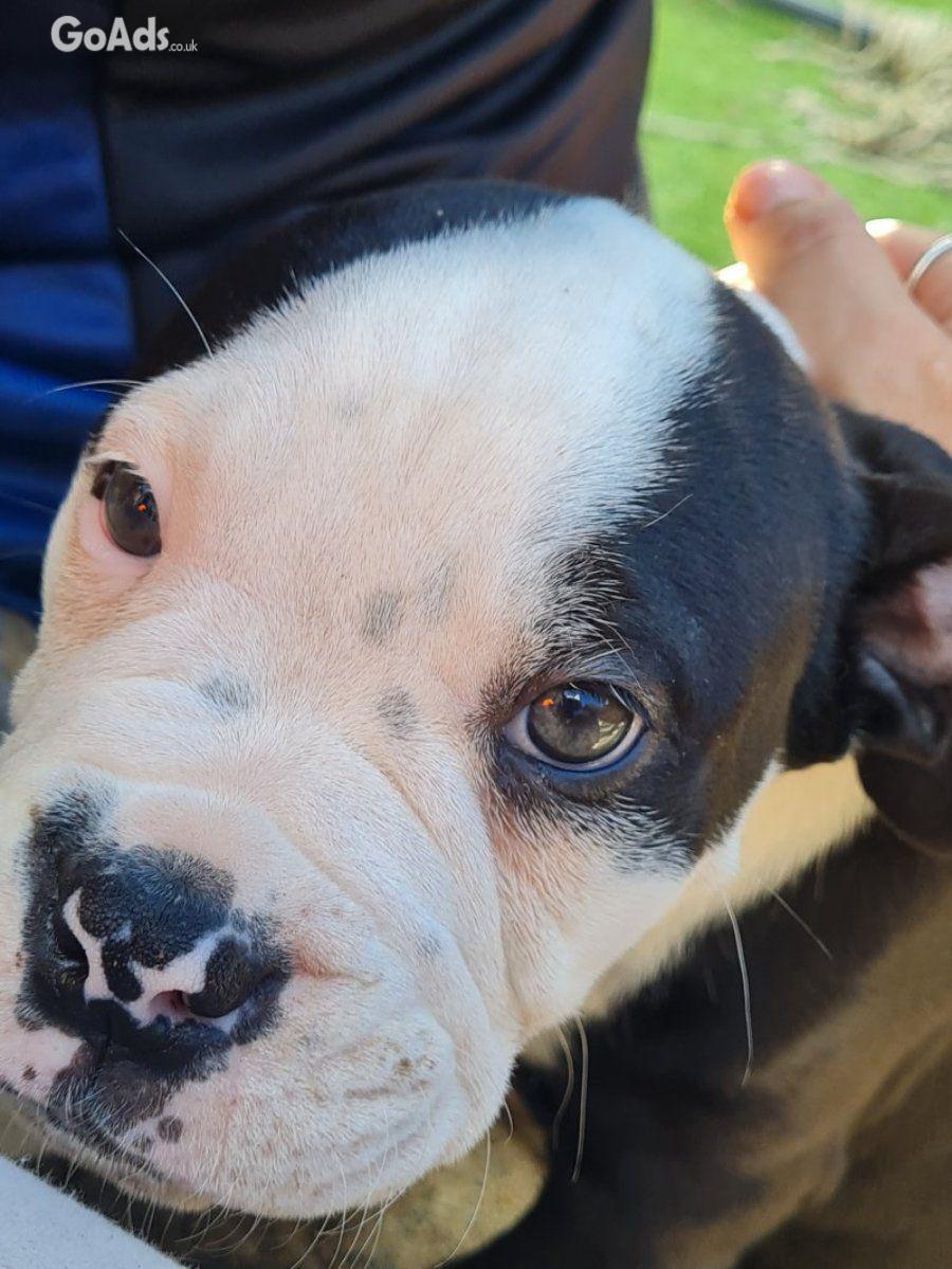 American bulldog cross olde tyme english puppies (wrexham Area)
