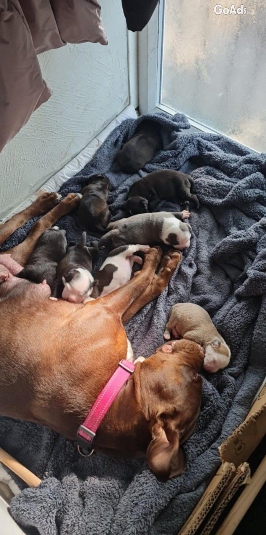 American bulldog cross olde tyme english puppies (wrexham Area)