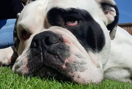 American bulldog cross olde tyme english puppies (wrexham Area)