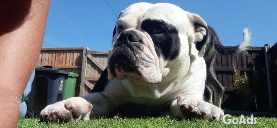 American bulldog cross olde tyme english puppies (wrexham Area)