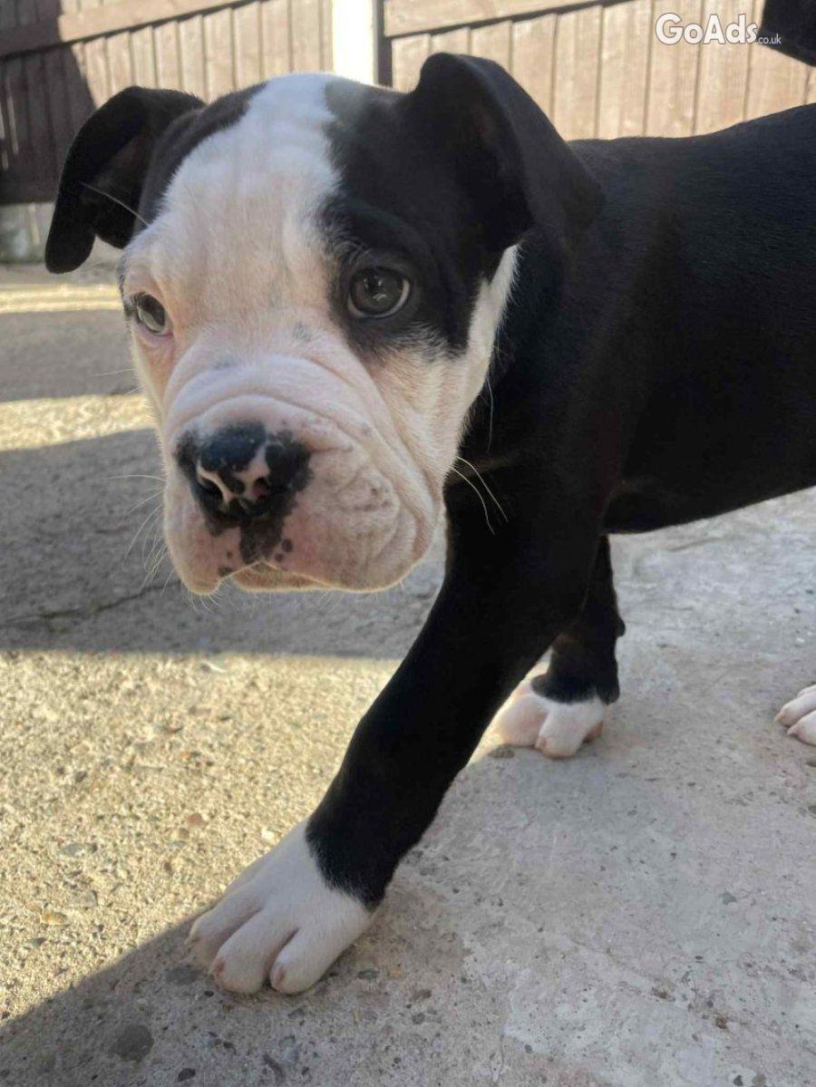American bulldog cross olde tyme english puppies (wrexham Area)