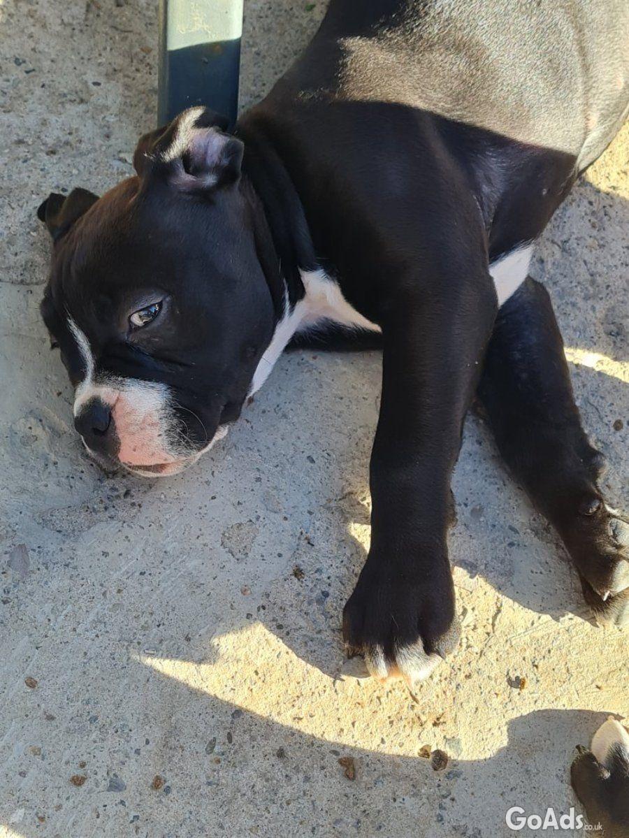 American bulldog cross olde tyme english puppies (wrexham Area)