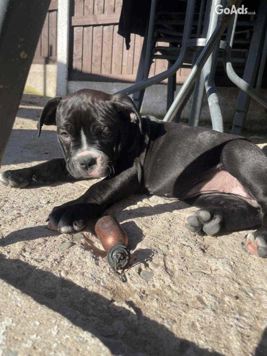 American bulldog cross olde tyme english puppies (wrexham Area)