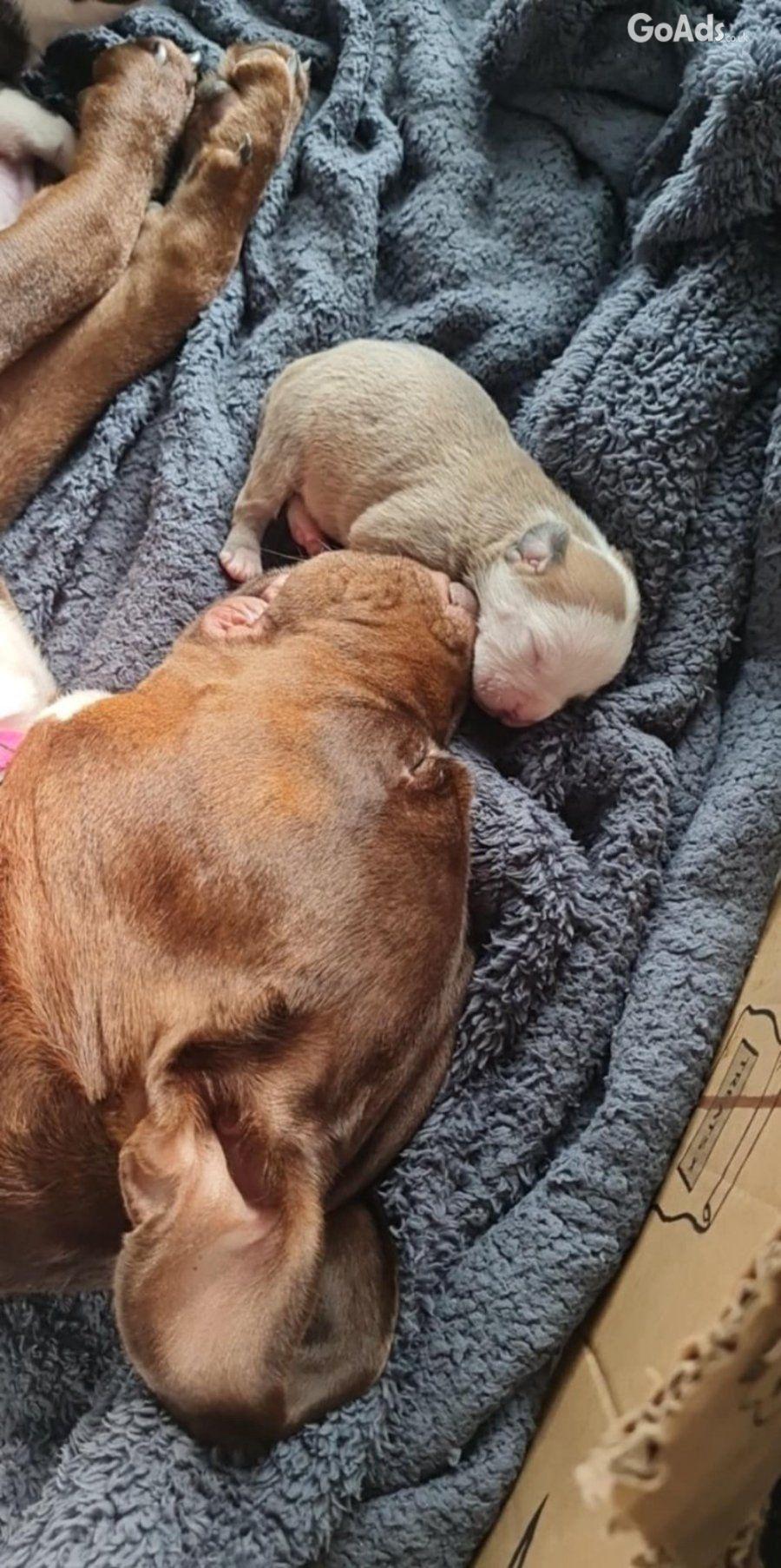American bulldog cross olde tyme english puppies (wrexham Area)