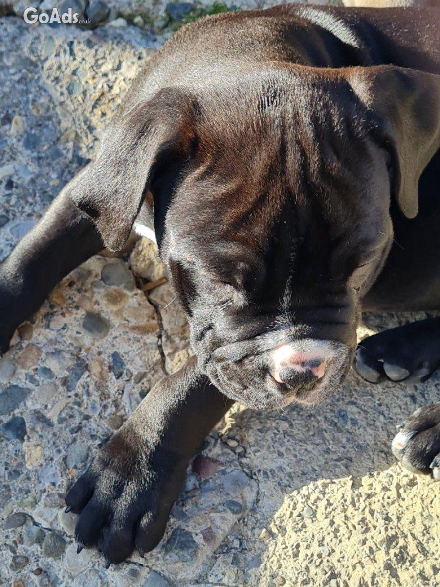 American bulldog cross olde tyme english puppies (wrexham Area)