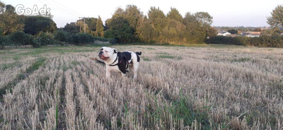 American bulldog cross olde tyme english puppies (wrexham Area)