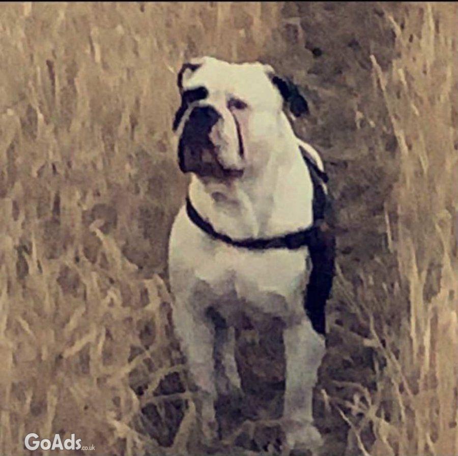 American bulldog cross olde tyme english puppies (wrexham Area)