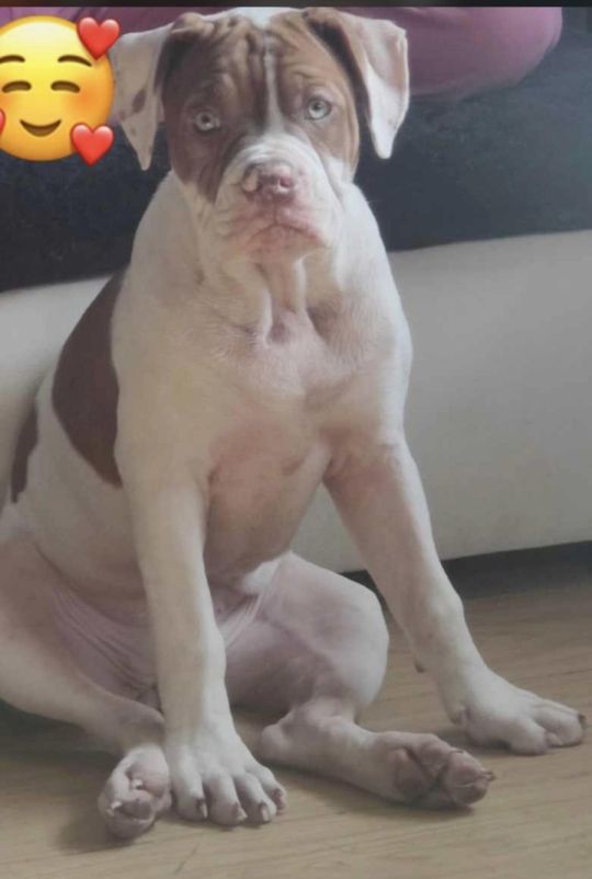 Alapha bulldog