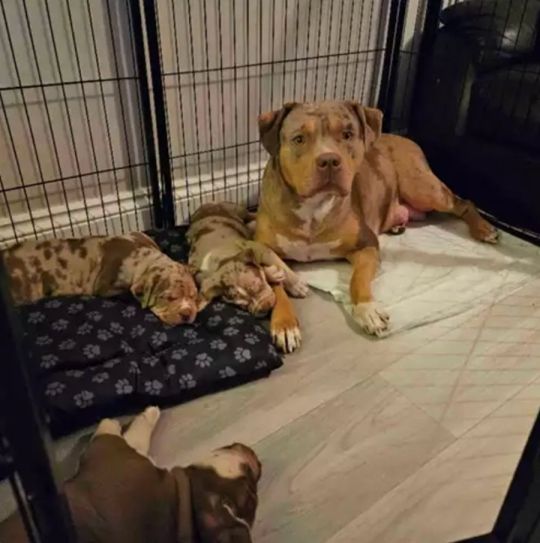 American bully puppies 5