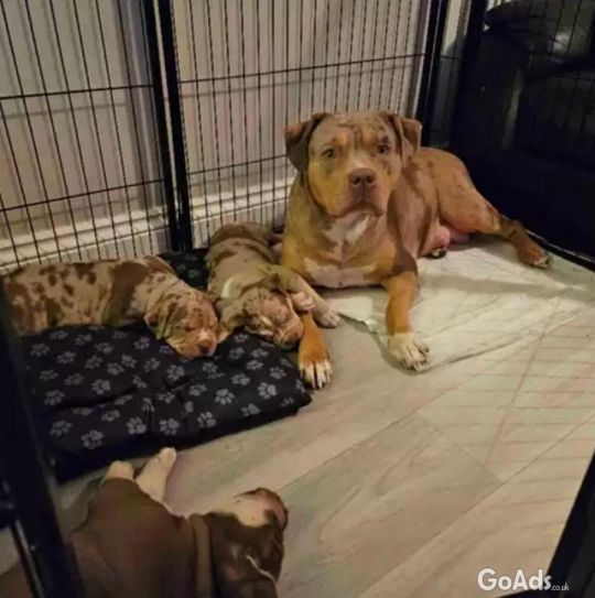 American bully puppies