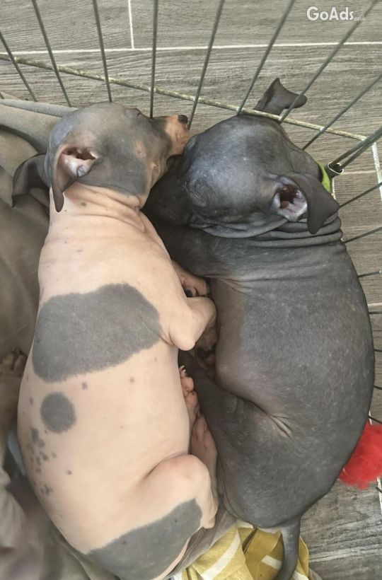 American hairless terrier