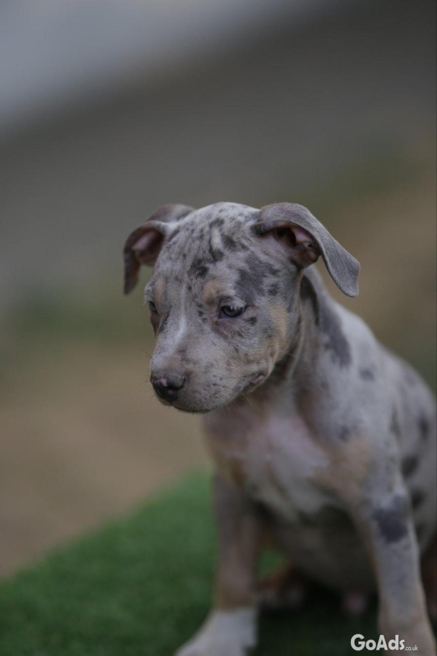 American Pitbull Terrier