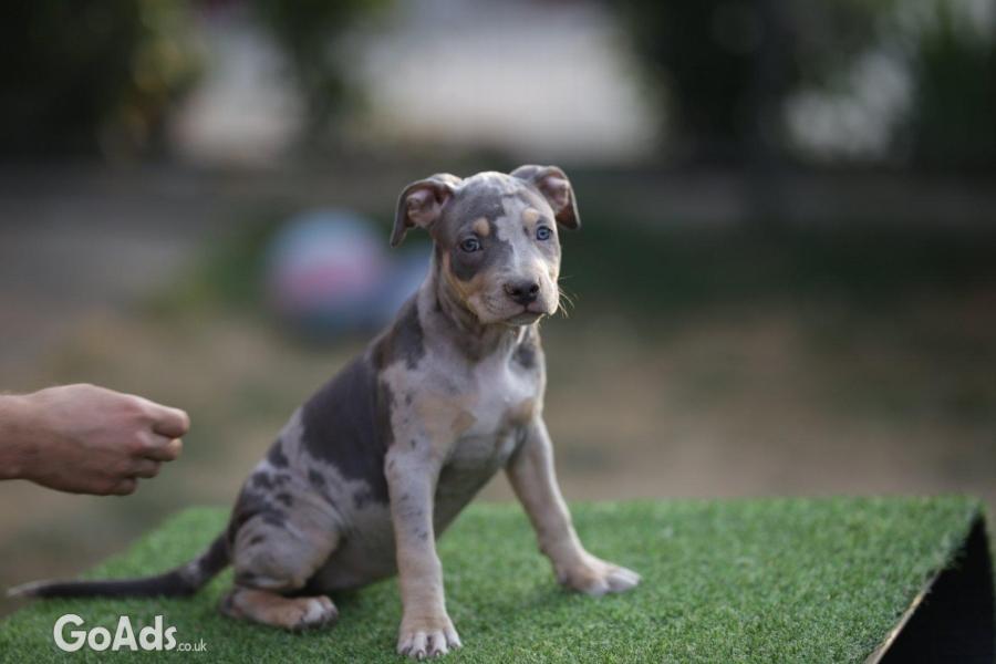 American Pitbull Terrier