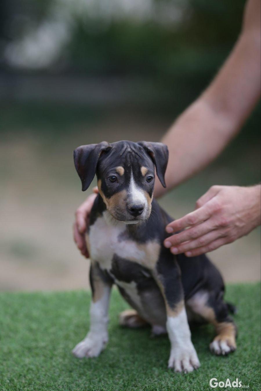 American Pitbull Terrier