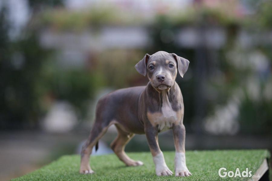 American Pitbull Terrier