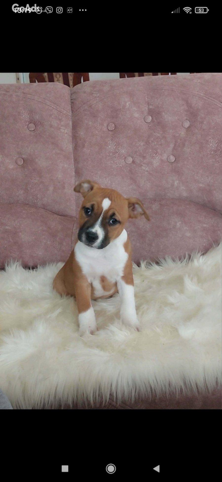 American Staffordshire female