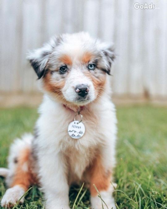 Approved Housebroken  Australian Shepherd Puppy