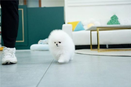 Approved Housebroken Teacup  Pomeranian Puppy.