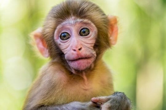 Attractive Tamed Capuchin Monkey