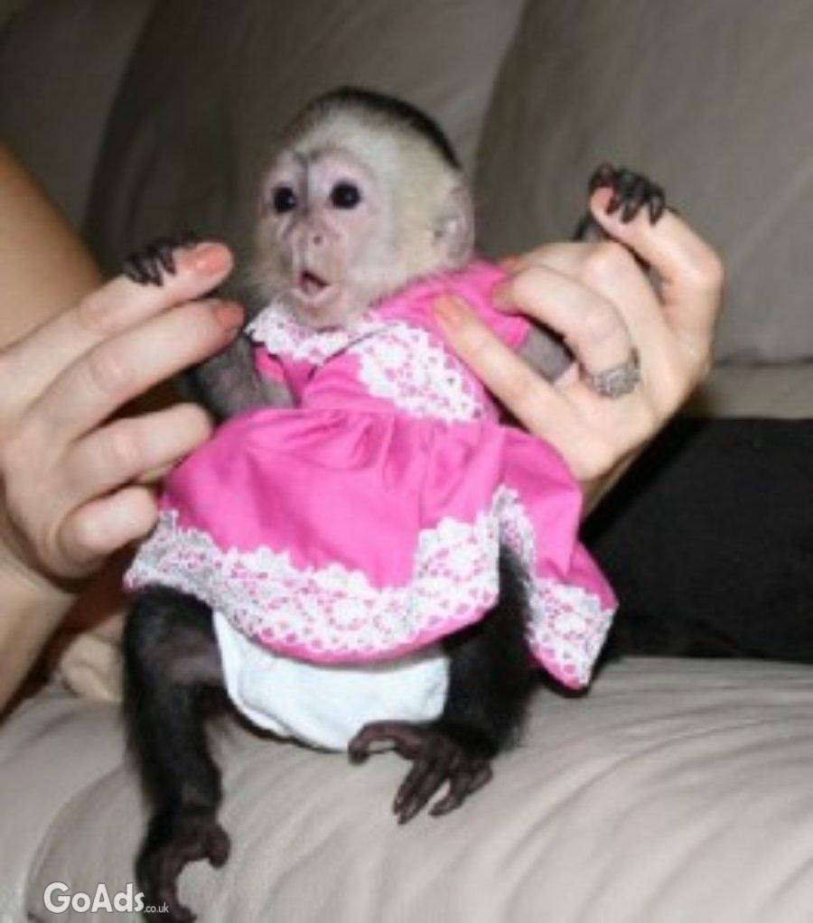 Attractive Tamed Capuchin Monkey