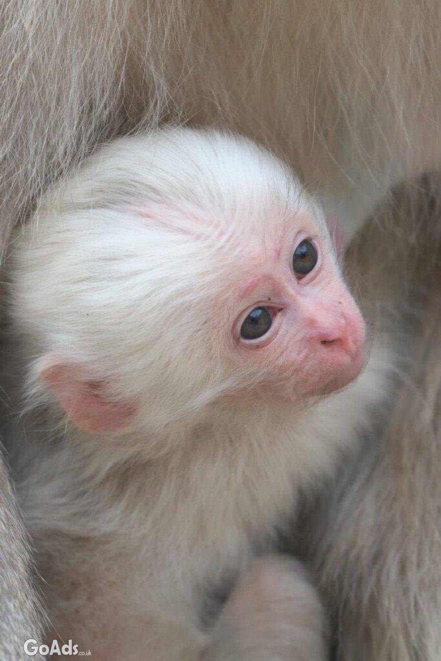 Attractive Tamed Capuchin Monkey