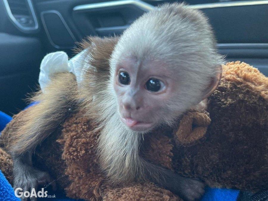 Attractive Tamed Capuchin Monkey