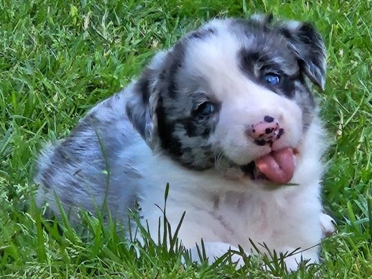 Austrailian shepherd