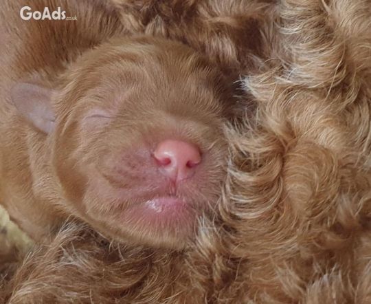 Australian labradoodles