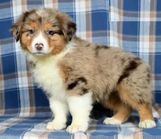 Australian Shepherd